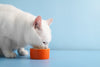 Choosing the Right Bed and Dish for Your Pet
