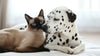 The Importance of Comfort and Care for Your Pets